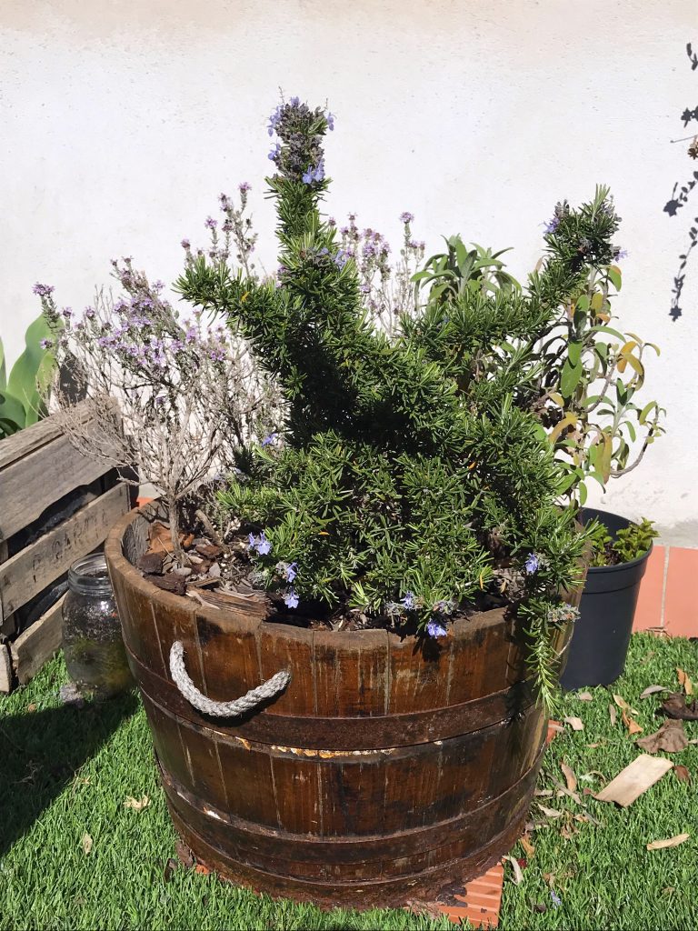 terrasse - potager - bonheurs