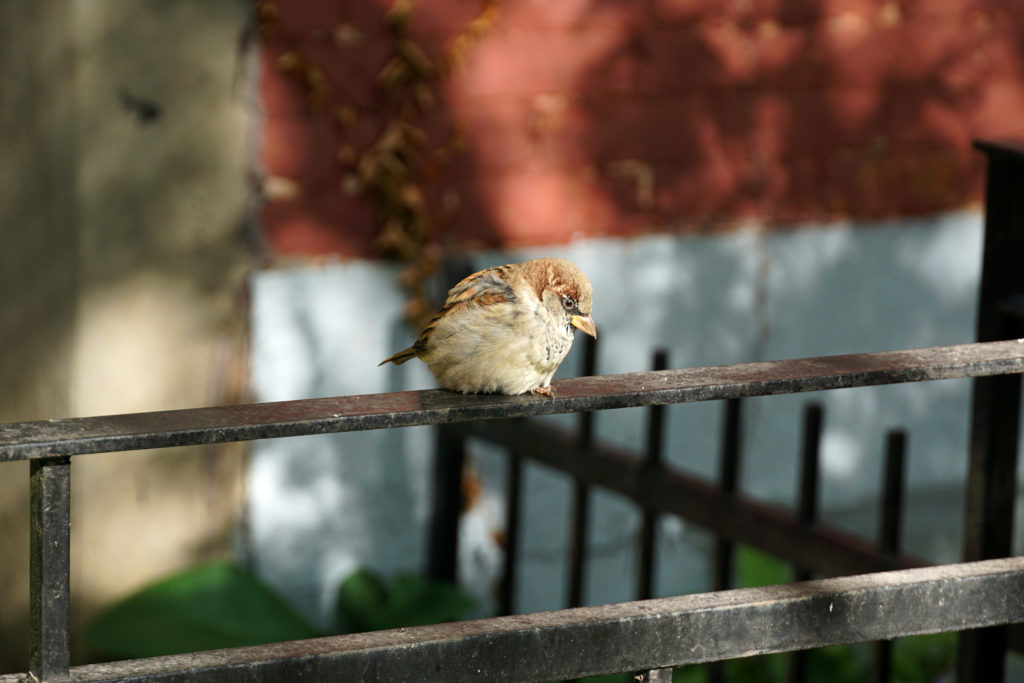 Montréal - Bird