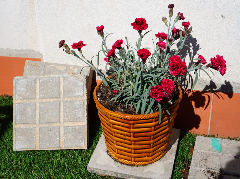 protection-plantes-récupération